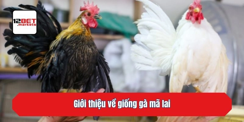 Giới thiệu về giống gà mã lai