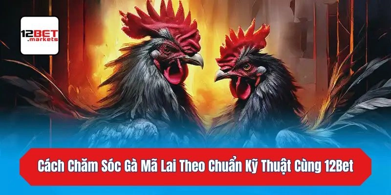 Cách Chăm Sóc Gà Mã Lai Theo Chuẩn Kỹ Thuật Cùng 12bet