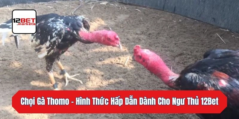 Chọi Gà Thomo – Hình Thức Hấp Dẫn Dành Cho Ngư Thủ 12bet