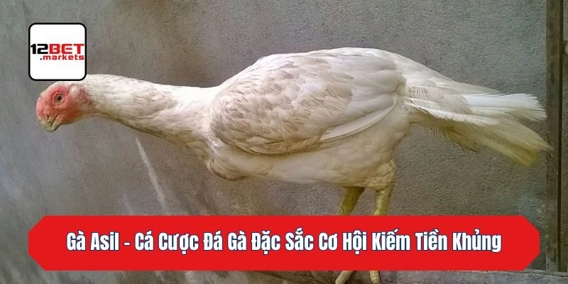 Gà Asil – Cá Cược Đá Gà Đặc Sắc Cơ Hội Kiếm Tiền Khủng