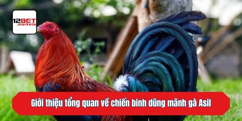 Giới thiệu tổng quan về chiến binh dũng mãnh gà Asil