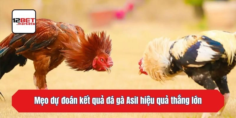 Mẹo dự đoán kết quả đá gà Asil hiệu quả thắng lớn dễ dàng