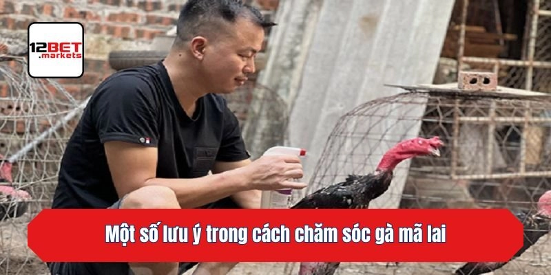 Một số lưu ý trong cách chăm sóc gà mã lai