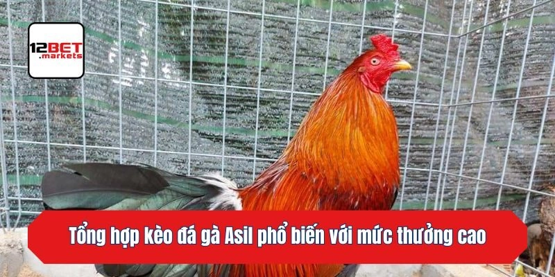 Tổng hợp kèo đá gà Asil phổ biến với mức thưởng cao